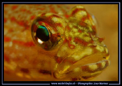 A Face to face with this beautiful and colorful Gobie in ... by Michel Lonfat 